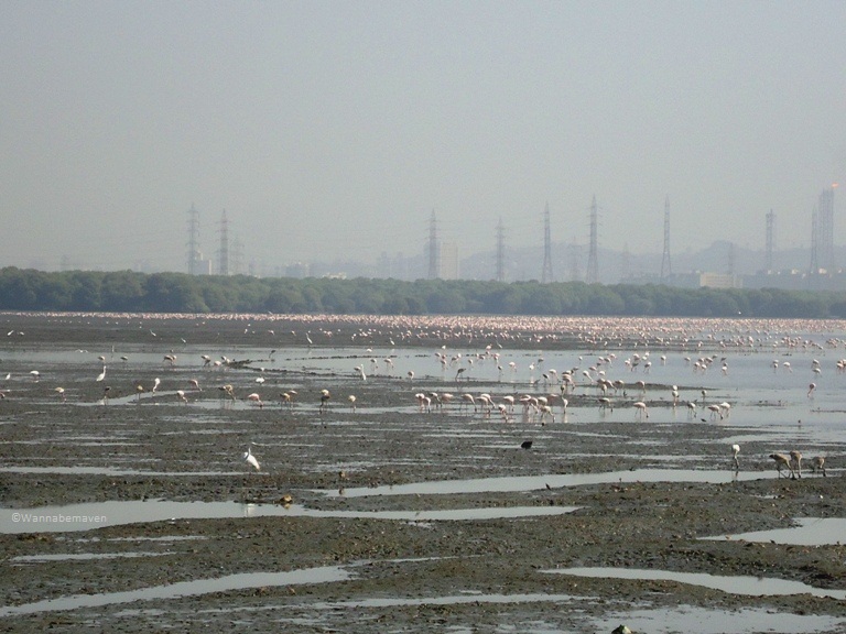 Bird Watching at Sewri Jetty – Flamingos in Mumbai