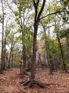 Satpura tiger reserve