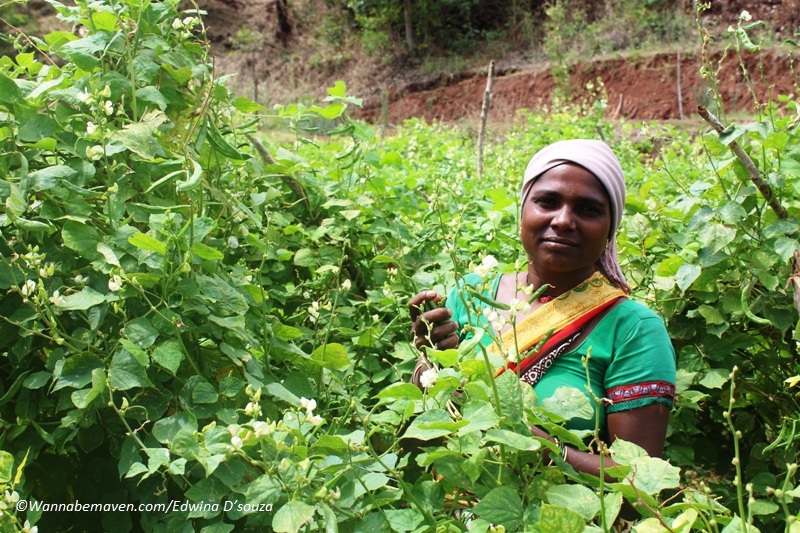 Fireflies and vegan meals in Purushwadi