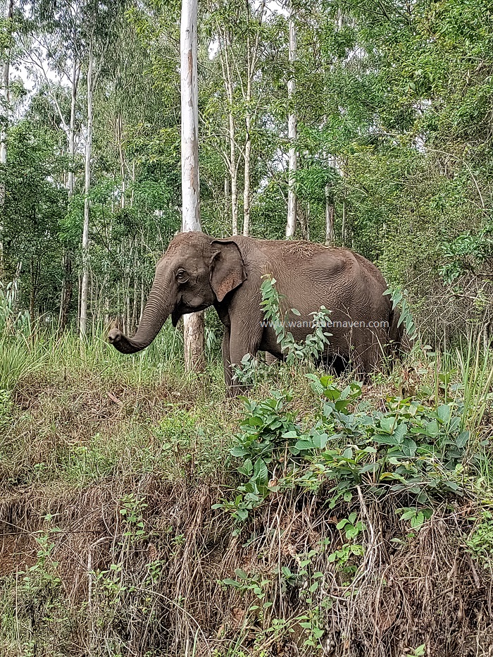 4 day Wayanad itinerary - muthanga wildlife santuary