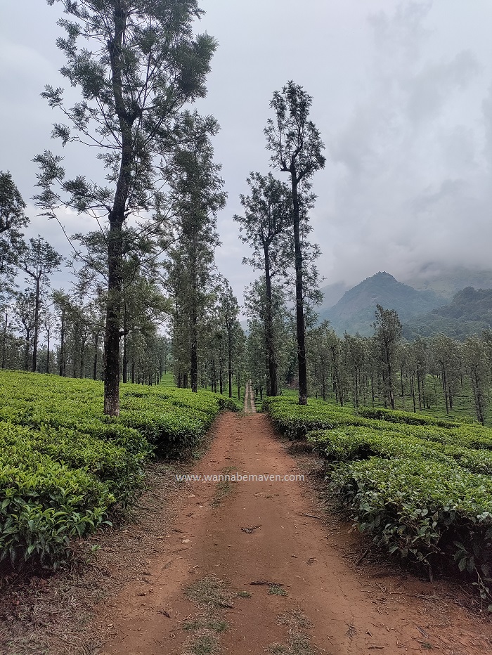 4 day Wayanad itinerary - vythiri tea plantations