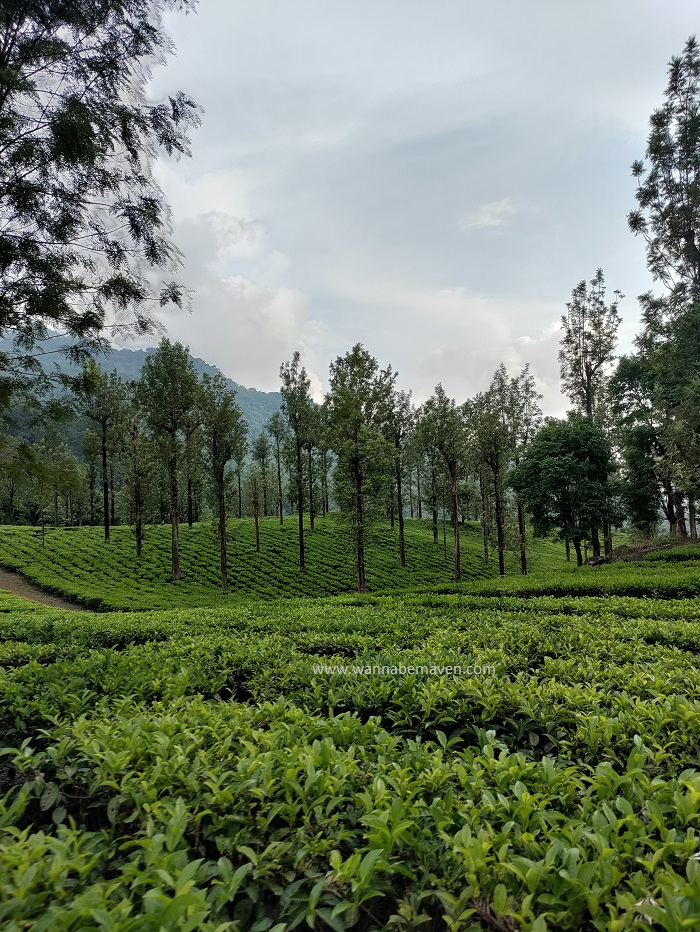 4 day Wayanad itinerary - tea gardens
